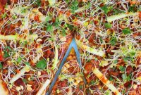 Bold Thai Chicken Pizza