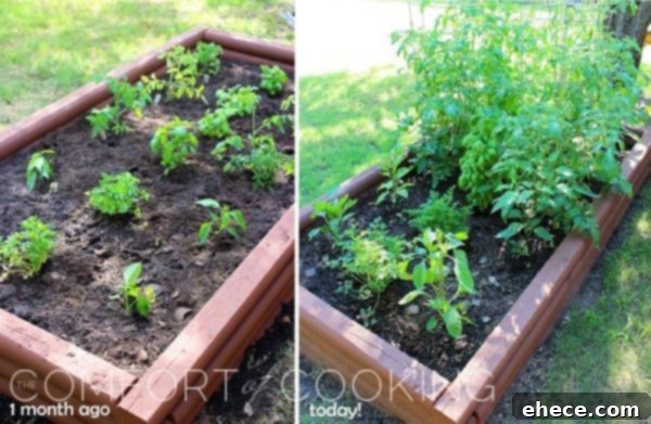 Vibrant Tomato Avocado Corn Basil Salad with Lemon Balsamic Vinaigrette 3 Progress of a home vegetable and herb garden, showing impressive growth from planting day to several weeks later.