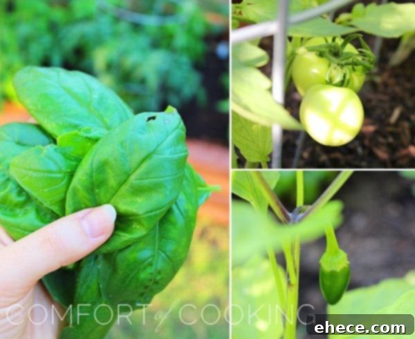 Vibrant Tomato Avocado Corn Basil Salad with Lemon Balsamic Vinaigrette 4 Close-up of a lush, thriving herb garden with vibrant green basil plants ready for harvest.