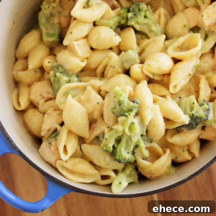 Creamy Chicken and Broccoli Shell Bake 5 Creamy Broccoli Chicken Shells and Cheese